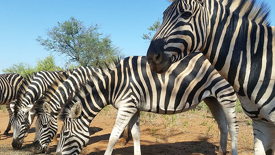 Sanctuaire SanWild : 5000 Euros Pour Sauver Les Animaux De La Famine En ...