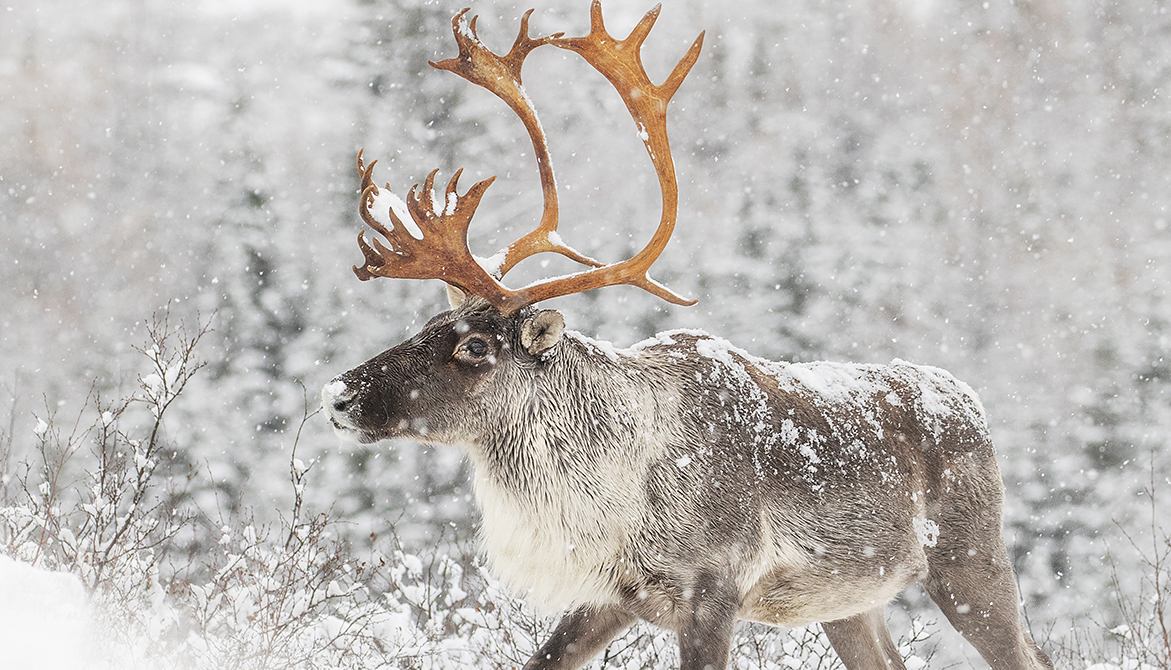 « La fragilité du caribou : le symbole le plus flagrant des ...