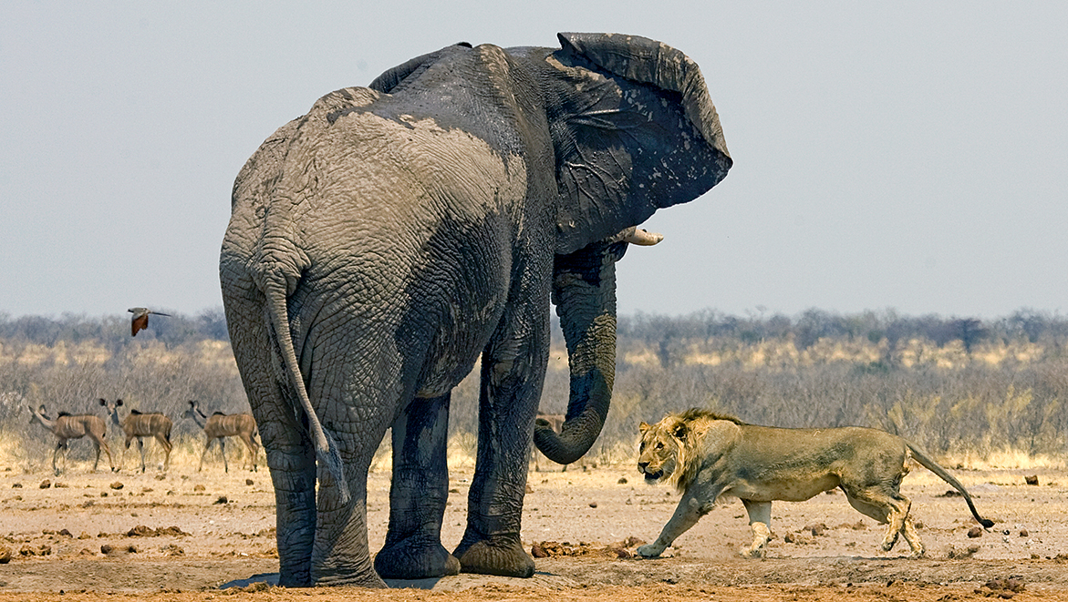 Afrique Du Sud : Un Braconnier Présumé écrasé Par Un éléphant Puis ...